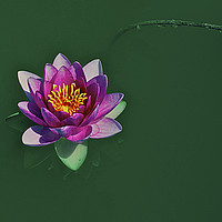 Buy canvas prints of Water lily by Victor Burnside