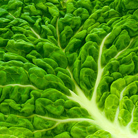 Buy canvas prints of Cabbage by Victor Burnside
