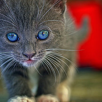 Buy canvas prints of Kitten by Victor Burnside