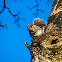 Buy canvas prints of Squirrel by Victor Burnside