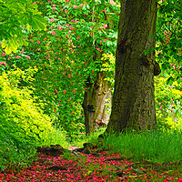 Buy canvas prints of Woodland trail by Victor Burnside
