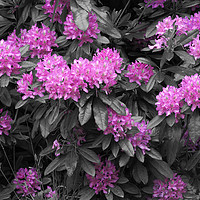 Buy canvas prints of Rhododendron by Victor Burnside