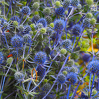Buy canvas prints of Sea Holly by Victor Burnside