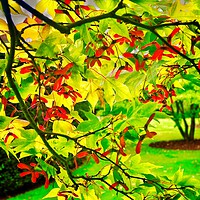 Buy canvas prints of Acer by Victor Burnside