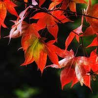 Buy canvas prints of maple by Victor Burnside