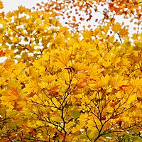 Buy canvas prints of Autumn Leaves        by Victor Burnside