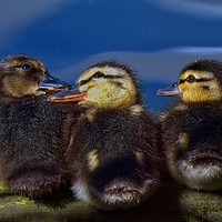 Buy canvas prints of Chicks by Victor Burnside