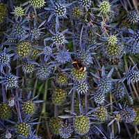 Buy canvas prints of Sea Holly by Victor Burnside