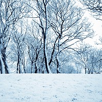 Buy canvas prints of Snow by Victor Burnside