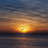 Buy canvas prints of Seagull Sunset by Victor Burnside