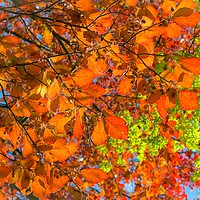 Buy canvas prints of Copper Beech by Victor Burnside