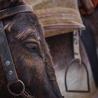 Buy canvas prints of Donkey by Victor Burnside