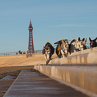 Buy canvas prints of Blackpool Donkeys by Victor Burnside