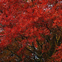 Buy canvas prints of Copper Beech  by Victor Burnside