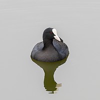 Buy canvas prints of Coot by Victor Burnside