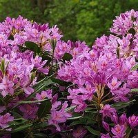 Buy canvas prints of Rhododendrons  by Victor Burnside