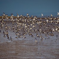Buy canvas prints of Oyster Catchers  by Victor Burnside