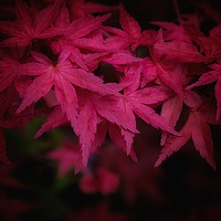 Buy canvas prints of Japanese Maple   by Victor Burnside