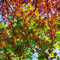 Buy canvas prints of Copper Beech.     by Victor Burnside