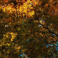Buy canvas prints of Copper Beech   by Victor Burnside