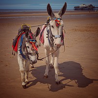 Buy canvas prints of Blackpool Donkeys. by Victor Burnside