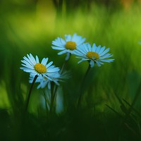 Buy canvas prints of Daisies by Victor Burnside