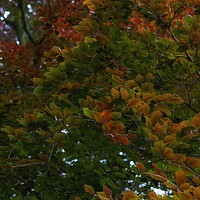 Buy canvas prints of Copper Beech. by Victor Burnside