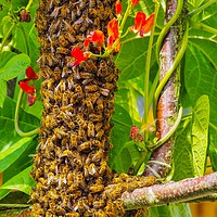 Buy canvas prints of Bee Swarm by Victor Burnside