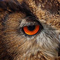 Buy canvas prints of Owl by Victor Burnside