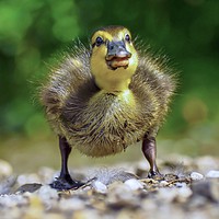 Buy canvas prints of Duckling  by Victor Burnside