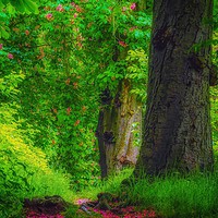 Buy canvas prints of Woodland. by Victor Burnside