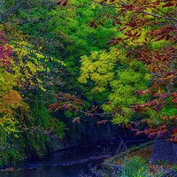 Buy canvas prints of Autumn Trees by Victor Burnside
