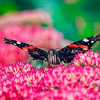 Buy canvas prints of Red Admiral Butterfly     by Victor Burnside