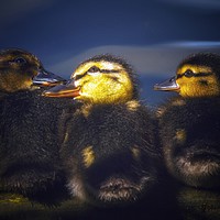 Buy canvas prints of Chicks by Victor Burnside
