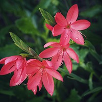 Buy canvas prints of Lilies by Victor Burnside