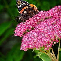 Buy canvas prints of Butterfly by Victor Burnside