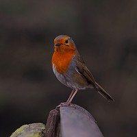 Buy canvas prints of             Robin                                  by Victor Burnside