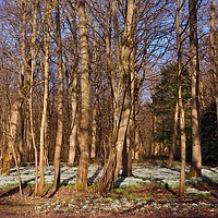 Buy canvas prints of Woodland Snowdrops                                 by Victor Burnside
