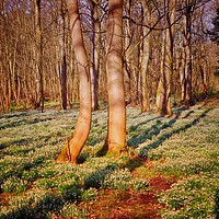 Buy canvas prints of Woodland with Snowdrops                            by Victor Burnside