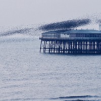 Buy canvas prints of Starlings off North Pier                           by Victor Burnside
