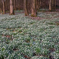 Buy canvas prints of Snowdrops  by Victor Burnside