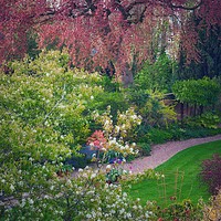 Buy canvas prints of English Spring Garden  by Victor Burnside