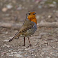 Buy canvas prints of Robin. by Victor Burnside