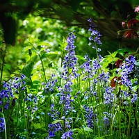 Buy canvas prints of Bluebells by Victor Burnside