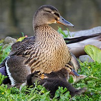 Buy canvas prints of Mallard and Ducklings  by Victor Burnside
