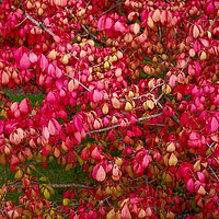 Buy canvas prints of Spindle Tree  by Victor Burnside
