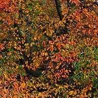 Buy canvas prints of Autumn tree by Victor Burnside