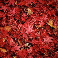 Buy canvas prints of Fallen Maple Leaves by Victor Burnside
