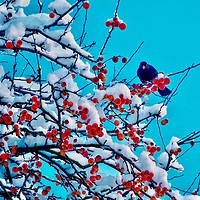 Buy canvas prints of Blackbird In Winter by Victor Burnside