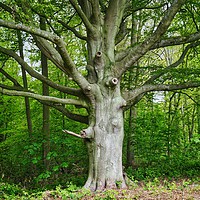 Buy canvas prints of Old Beech Tree   by Victor Burnside